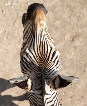 Zebra Stock Photos