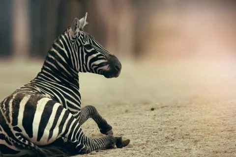Zebra Stock Photos