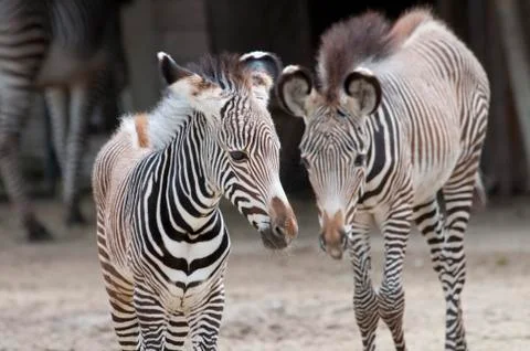 Zebra Stock Photos
