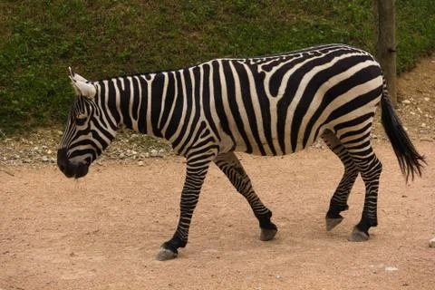 Zebra Stock Photos