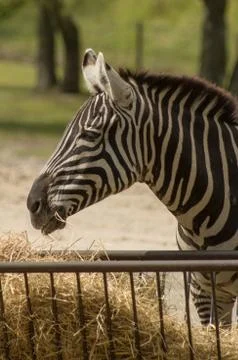 A zebra Stock Photos