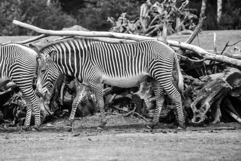 Zebra Stock Photos