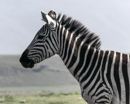Zebra Stock Photos