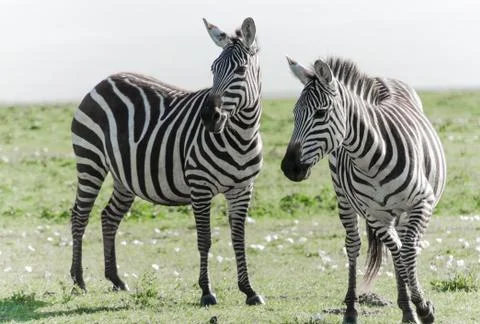 Zebra Stock Photos
