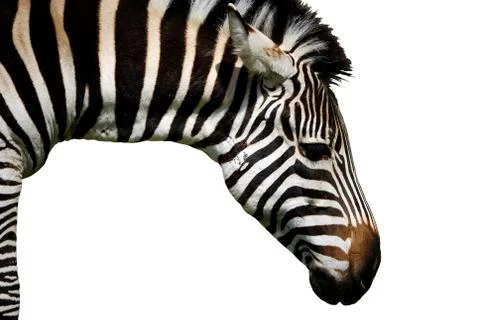 Zebra  Stock Photos