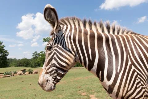 Zebra Stock Photos