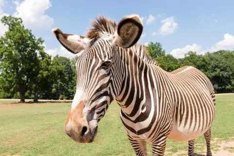 Zebra Stock Photos