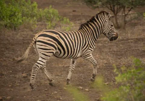 ZEBRA! Stock Photos