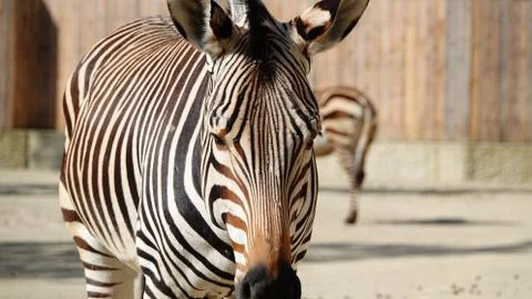 Zebra. Stock-Fotos