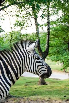 Zebra Foto stock