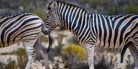 Zebra Stock Photos