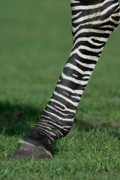 Zebra 写真素材