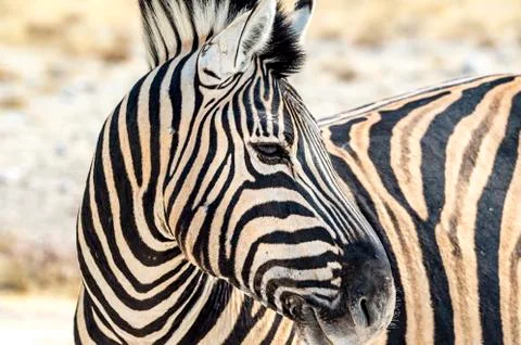 Zebra Stock Photos