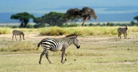 Zebra Fotos de archivo