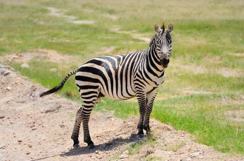 Zebra Stock Photos