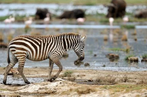 Zebra Fotos de archivo