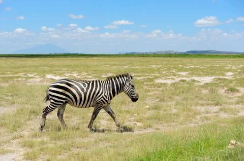 Zebra Stock Photos