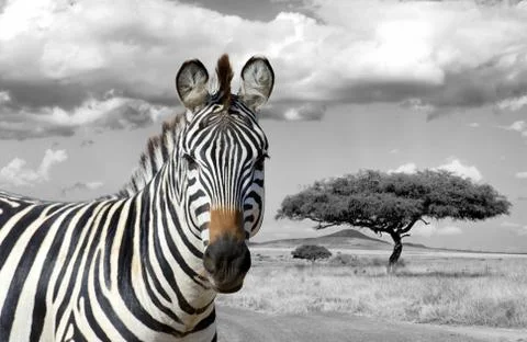 Zebra Foto stock