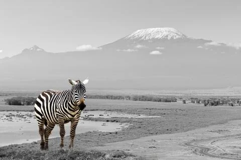Zebra Stock Photos