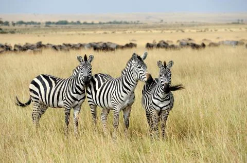Zebra Stock Photos