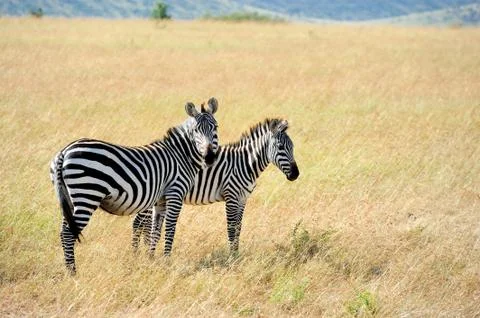 Zebra Stock Photos