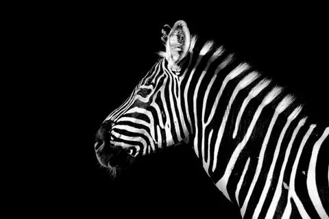 Zebra Stock Photos