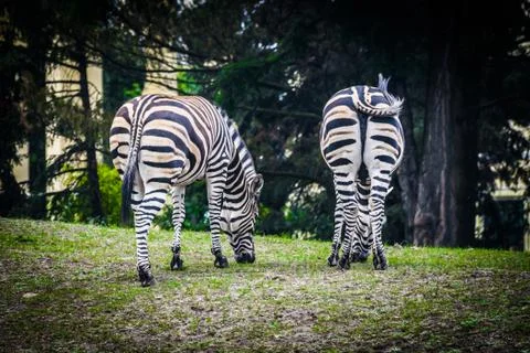 Zebra Foto stock