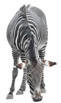 Zebra Stock Photos