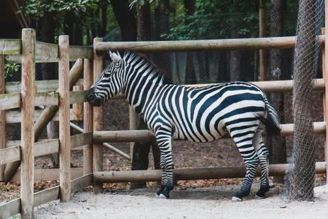 Zebra Stock Photos