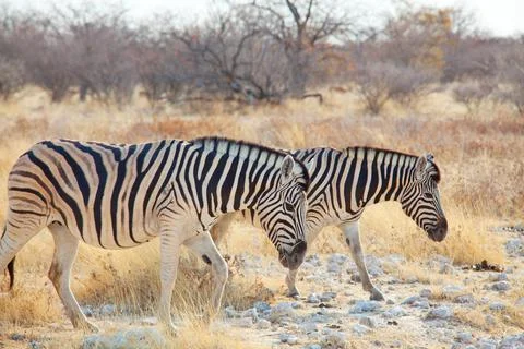 Zebra 스톡 사진
