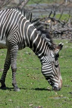 Zebra Stock Photos