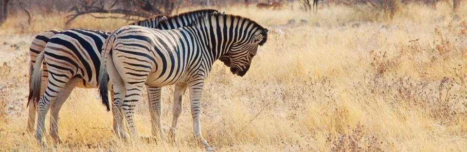 Zebra Stock Photos