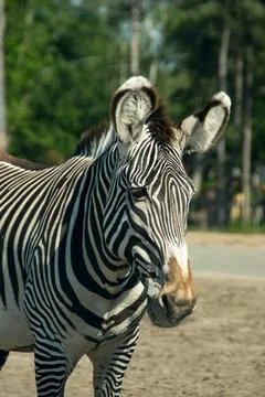 Zebra Stock Photos