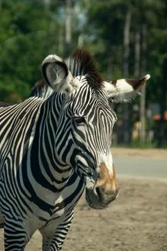 Zebra Stock Photos