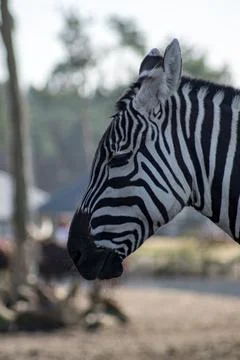 Zebra Stock Photos