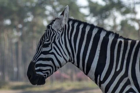 Zebra Stock Photos