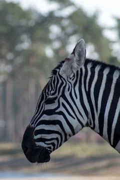 Zebra Stock Photos