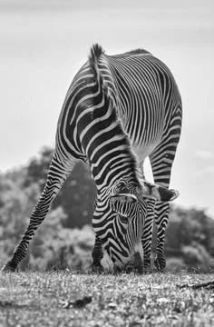 Zebra Foto stock