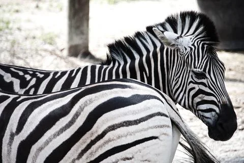 Zebra Stock Photos