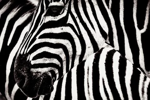 Zebra Stock Photos