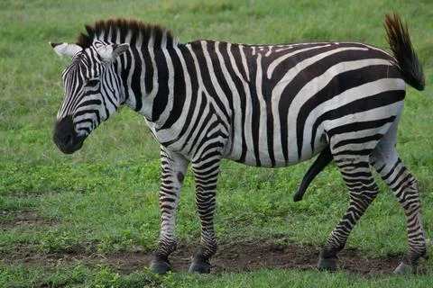 Zebra Stock Photos