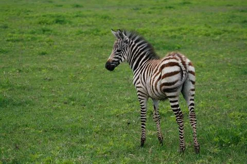 Zebra Stock Photos