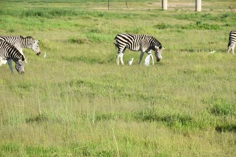 Zebra Stockfoto's