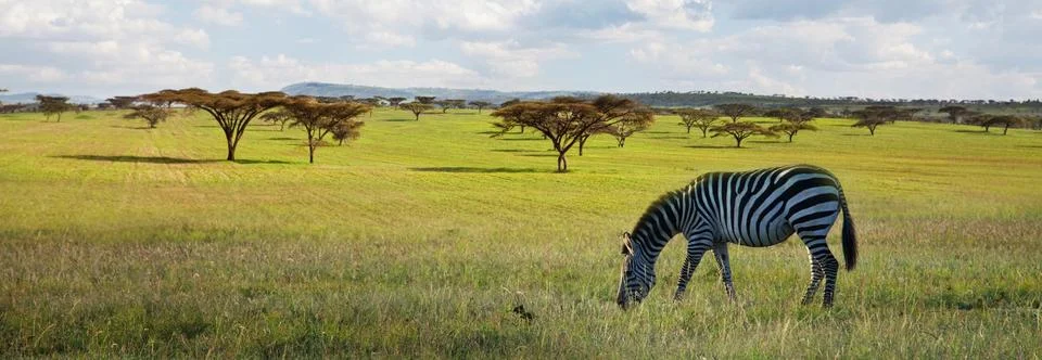 Zebra Foto stock