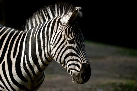 Zebra Stock Photos
