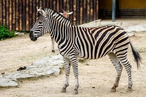 Zebra. Stock Photos