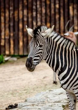 Zebra. Stock Photos
