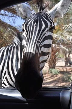 Zebra Foto stock