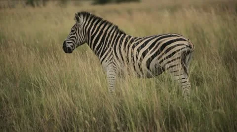 Zebra In the Plains Stock-Footage 10317942