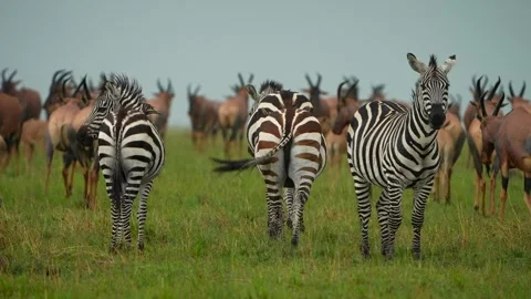 Zebra, plains zebra, stripes, equine, herbivore, safari, savannah, grassland Stock Footage 337973276
